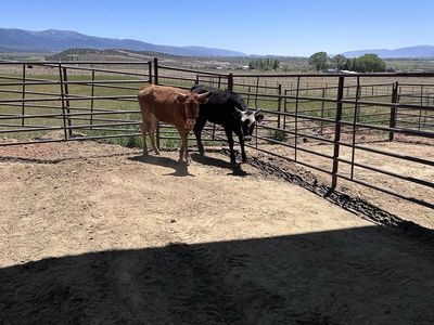 Corriente heifer’s
