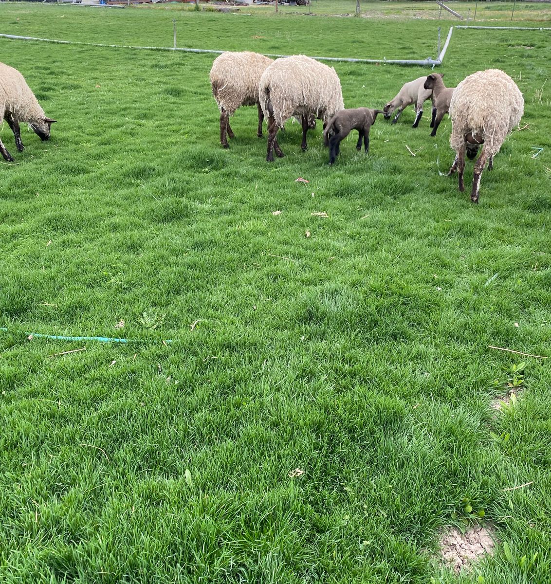 Polypay Suffolk sheep 3 ewes one pregnant and lambs