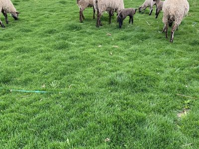 Polypay Suffolk sheep 3 ewes one pregnant and lambs