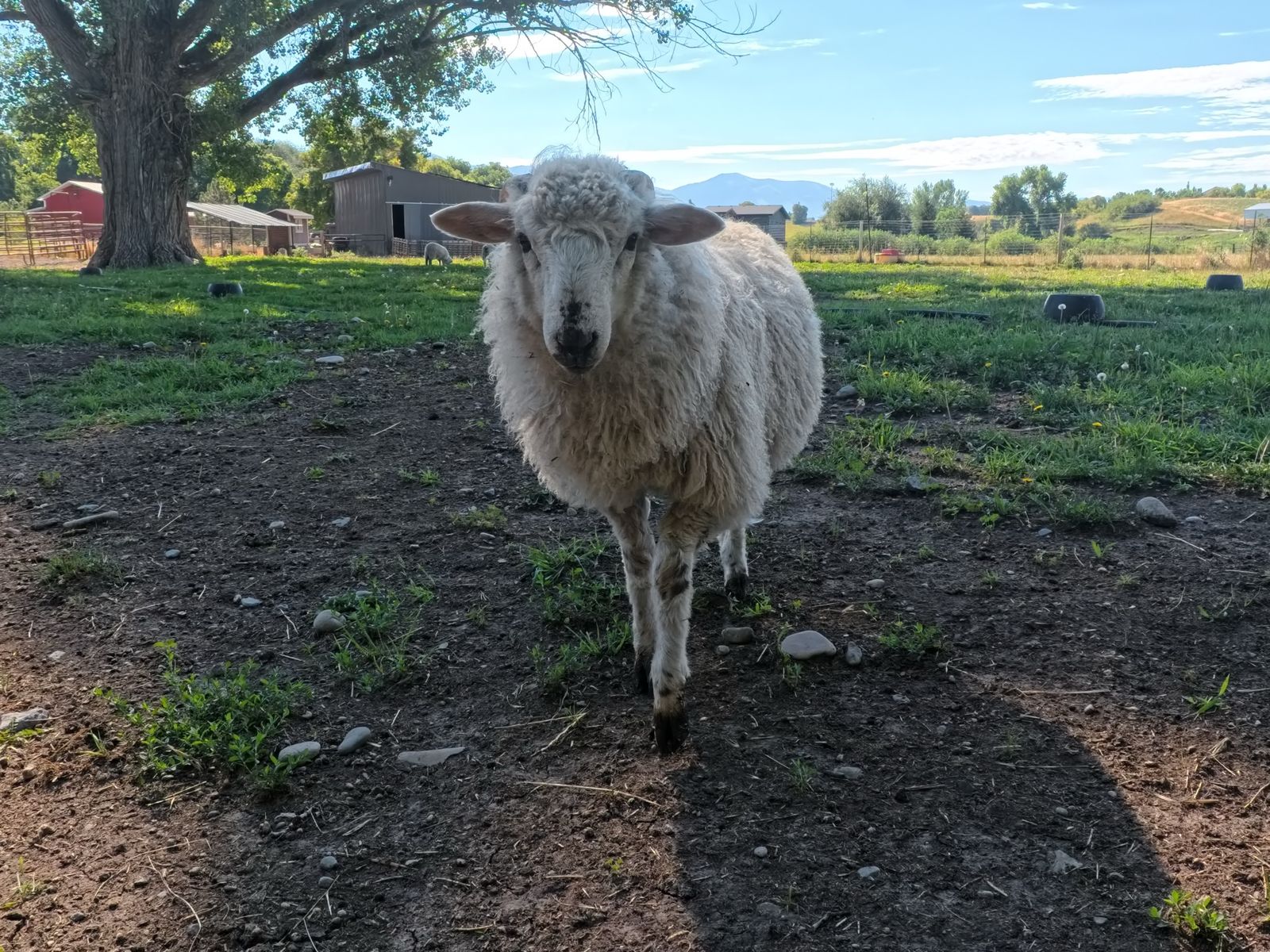 12 50-60lb Lambs