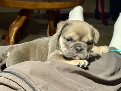 AKC English Bulldog Female