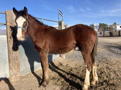 Draft X Geld Yearling