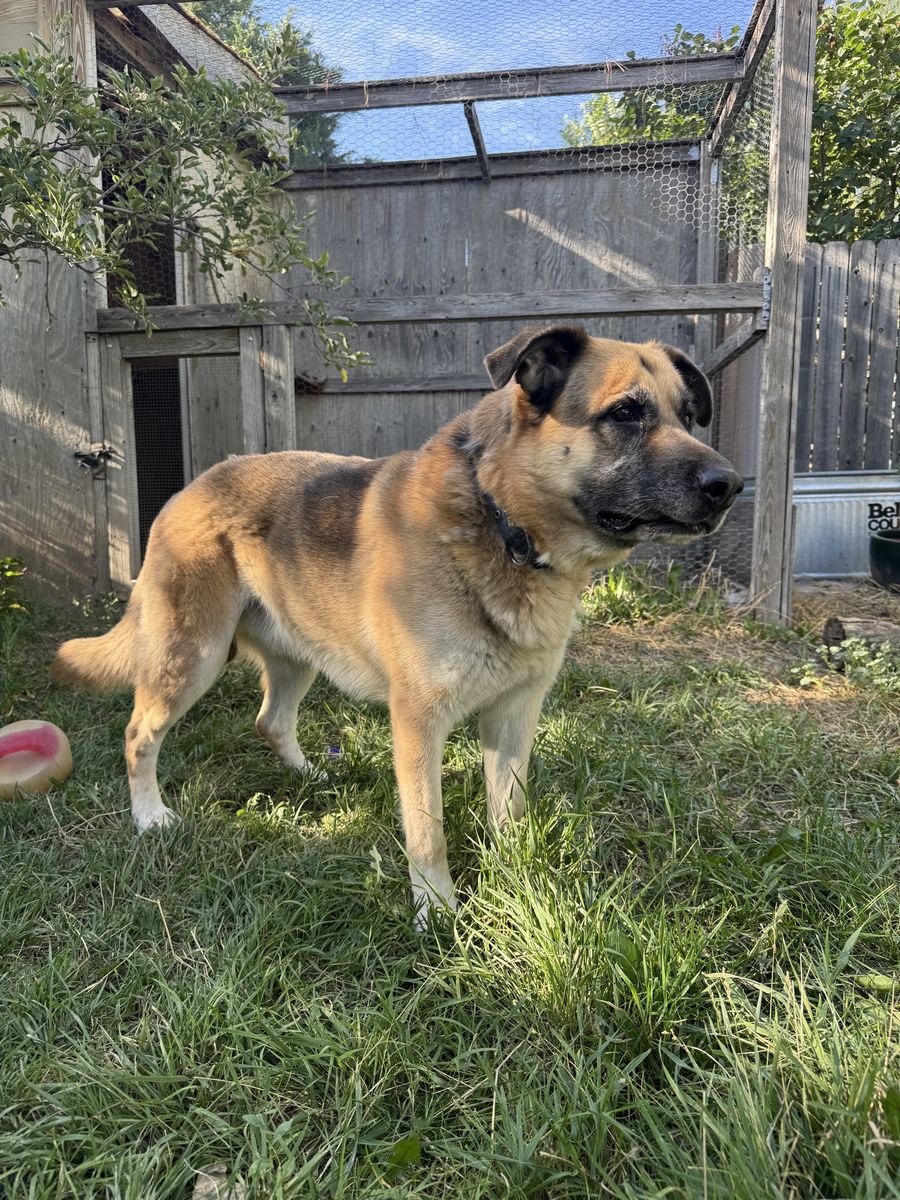 German Shepherd Mix Dog