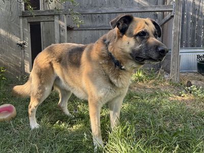 German Shepherd Mix Dog