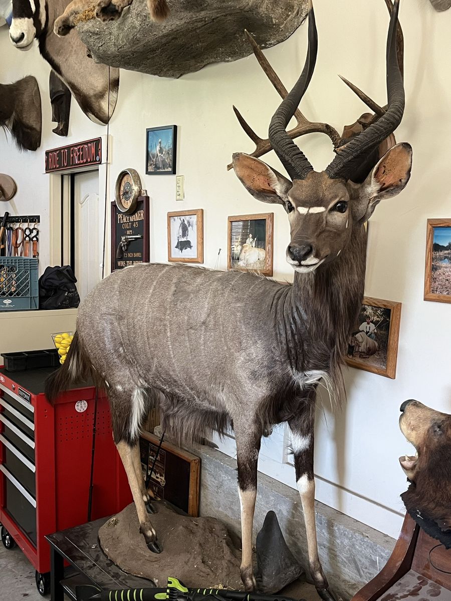 Full Body mount Nyala