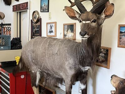 Full Body mount Nyala