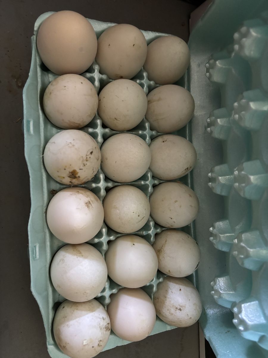 Large duck eggs