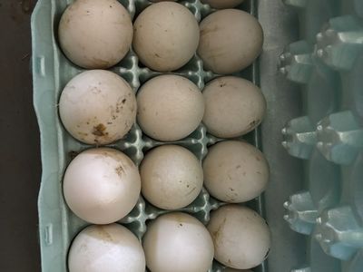Large duck eggs