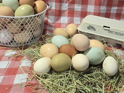 Tiny Raptor Nuggies & Quacker Nuggies