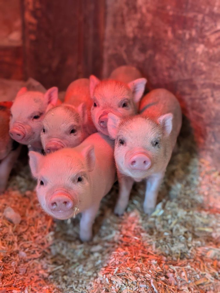 micro mini pig Juliana's can bottle feed