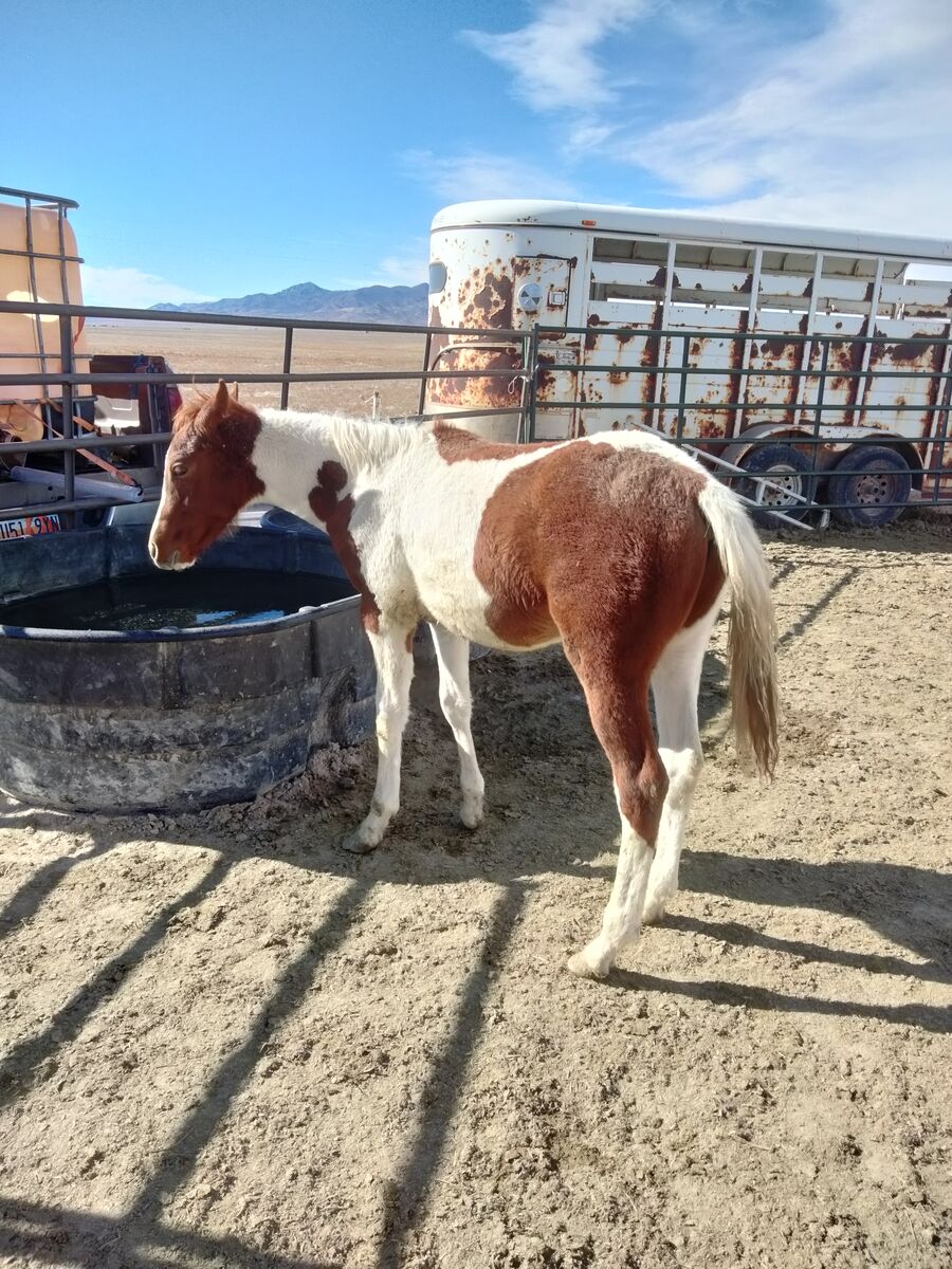 Spring Sale! Chestnut colt yearling