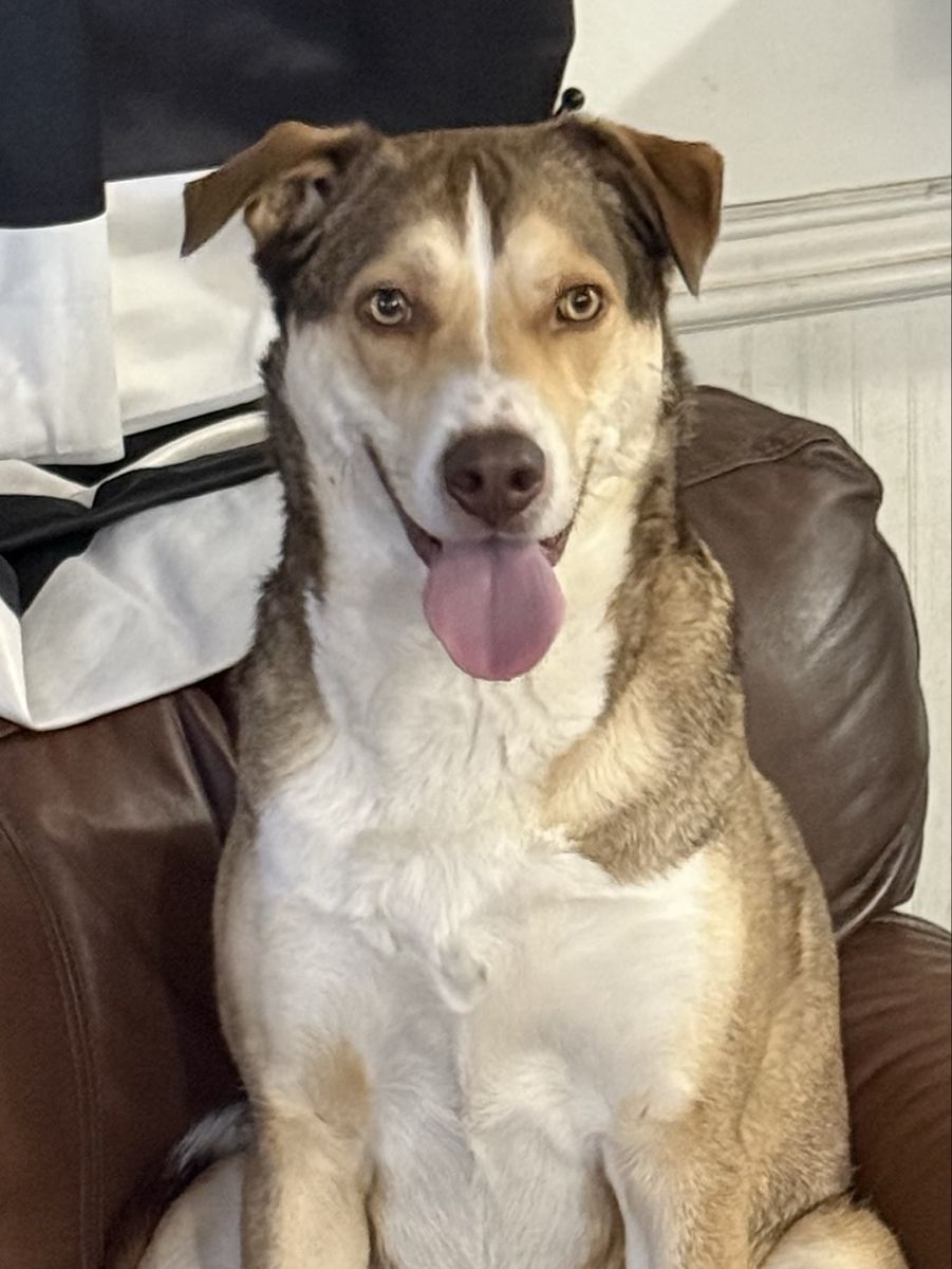 MAX - Husky German Shepherd Mix