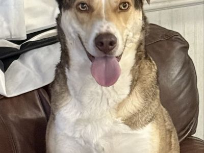 MAX - Husky German Shepherd Mix
