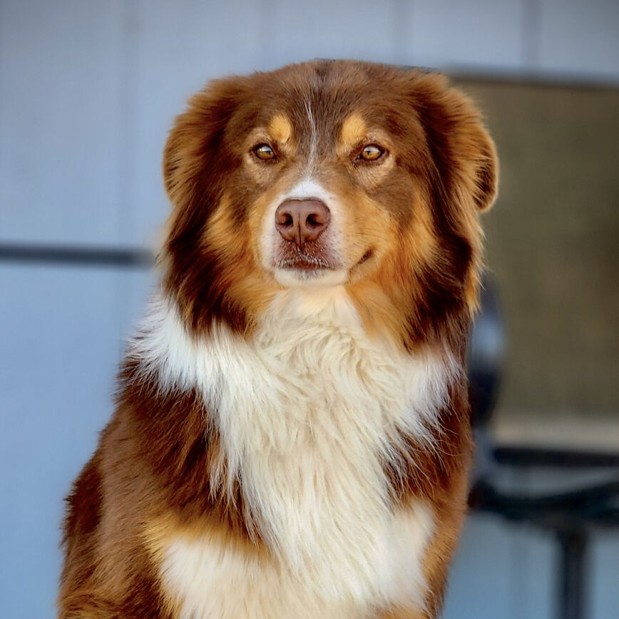 Purebred Australian Shepherd..& *ONE PUP*