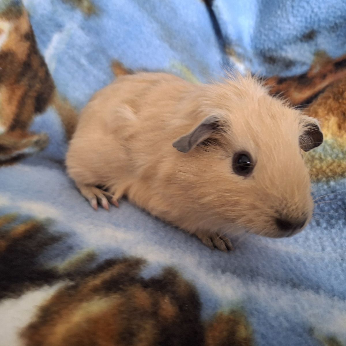 Baby Guinea Pig: Flower