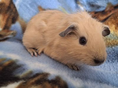 Baby Guinea Pig: Flower
