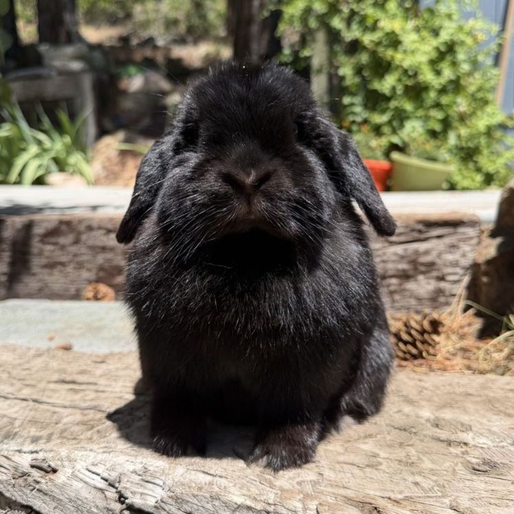 Black Holland Lop Doe