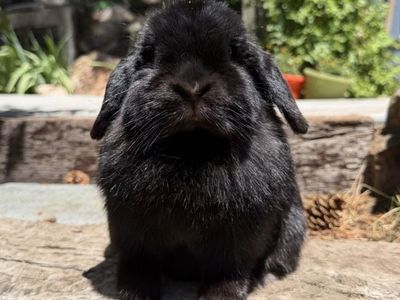 Black Holland Lop Doe