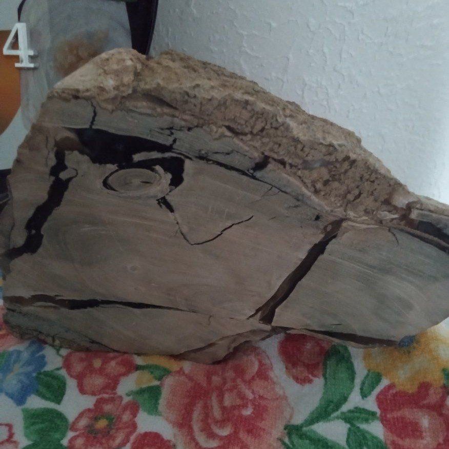 Petrified Wood Slice Display Specimen