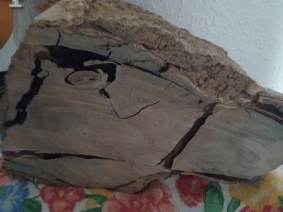 Petrified Wood Slice Display Specimen