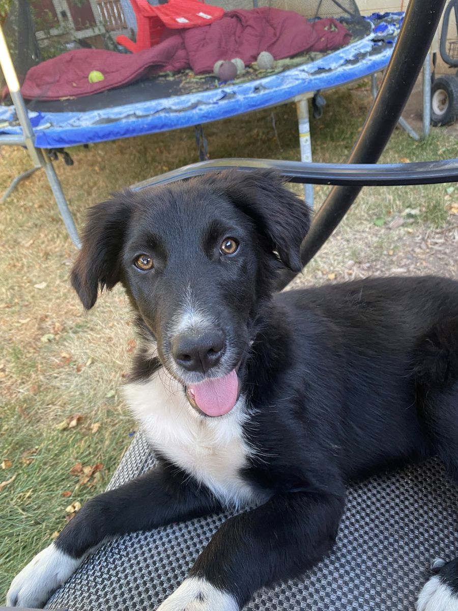 Border Collie Poodle Pup