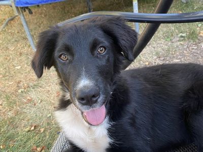 Border Collie Poodle Pup
