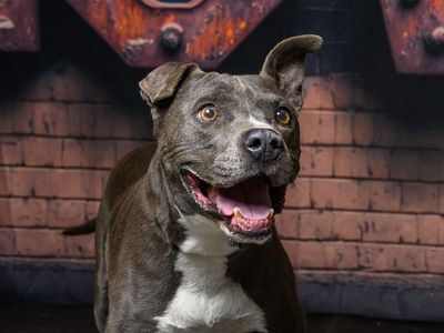 A125293 Roco is Available for Adoption!