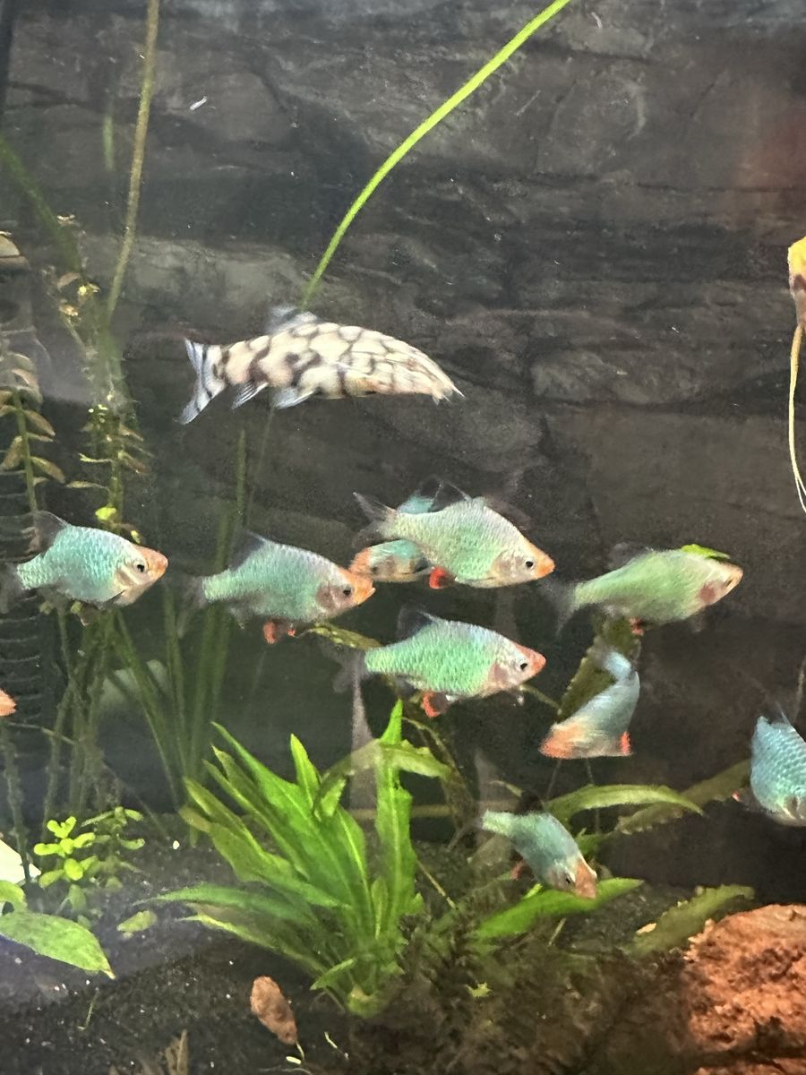 Rainbow Tetras