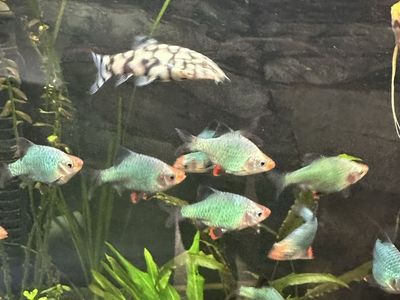 Rainbow Tetras