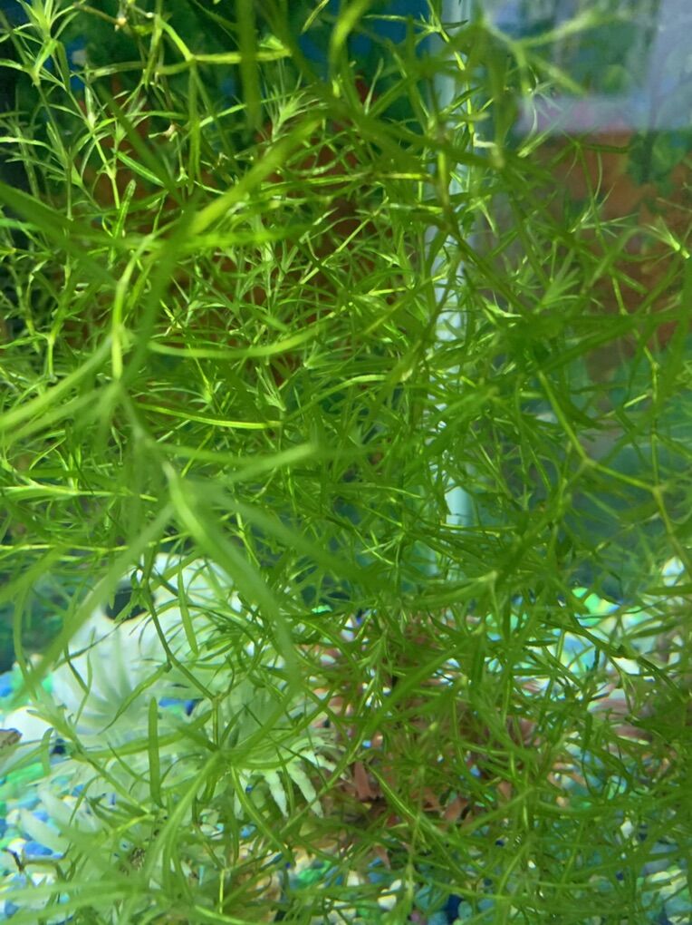 aquarium grasses