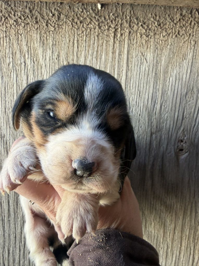Basset Hound Puppies!!