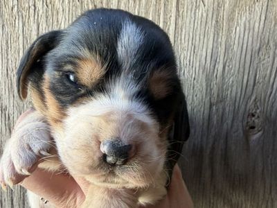 Basset Hound Puppies!!