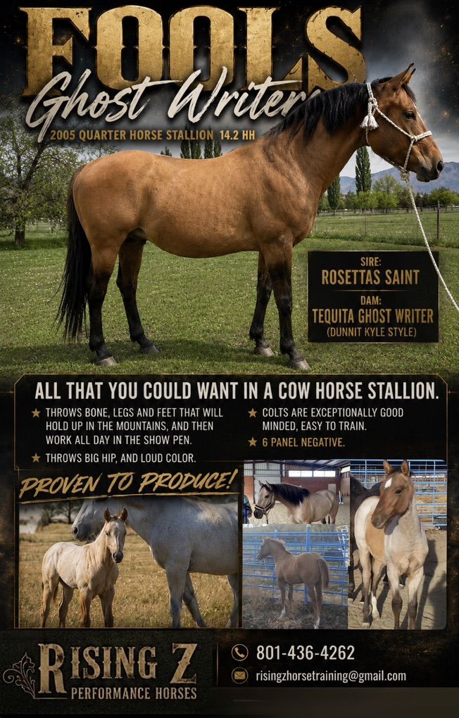 For Stud - Foundation Quarter Horse