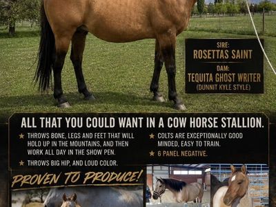 For Stud - Foundation Quarter Horse