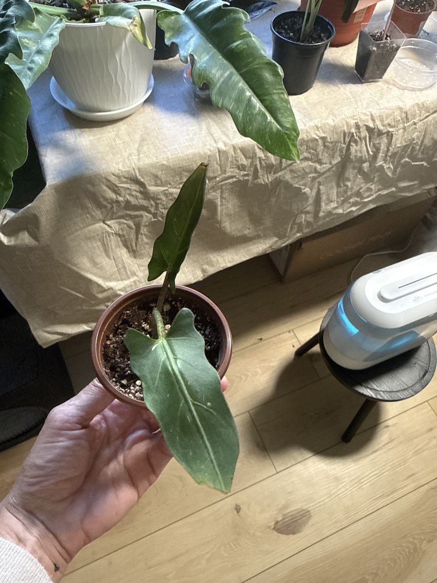 Alocasia Lauterbachiana