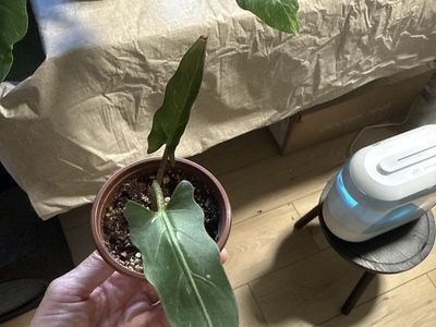 Alocasia Lauterbachiana
