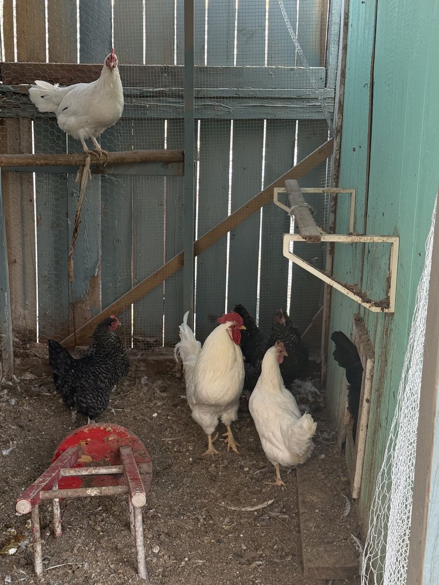 One hen - leghorn mix