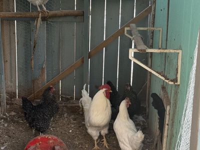 One hen - leghorn mix