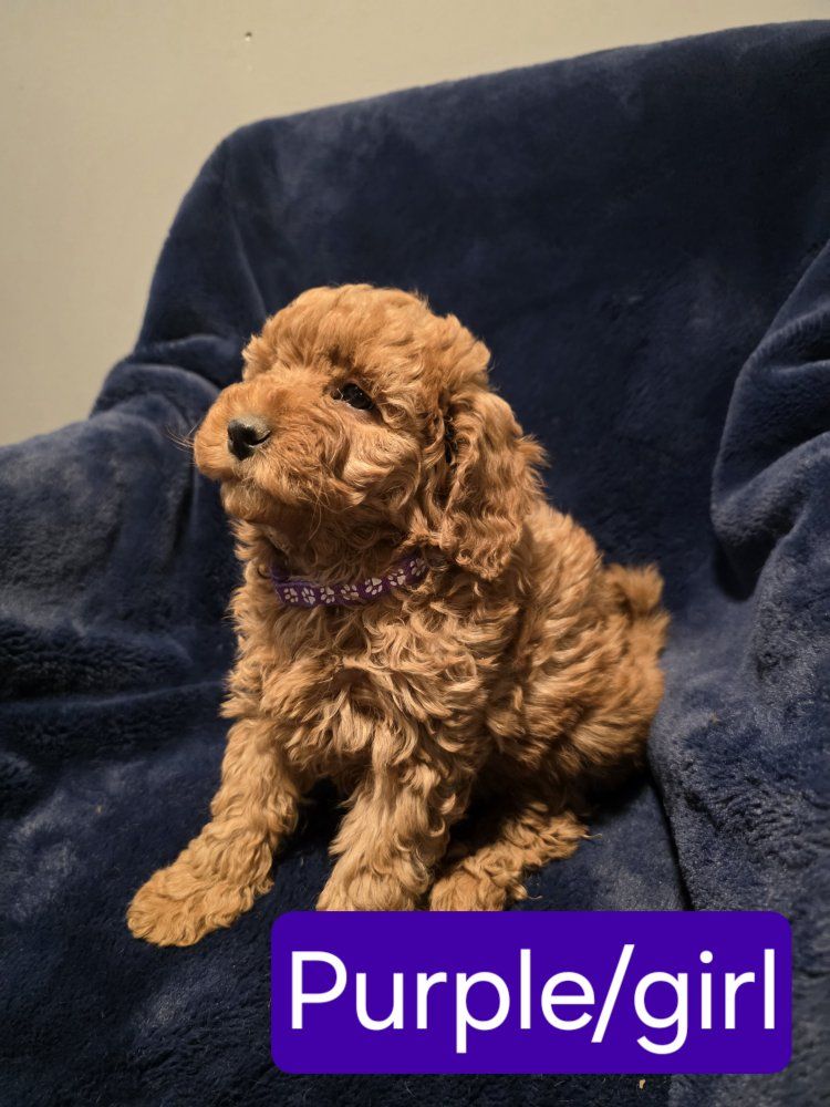 Mini Teddy Bear Goldendoodle Puppies