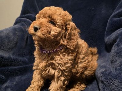 Mini Teddy Bear Goldendoodle Puppies