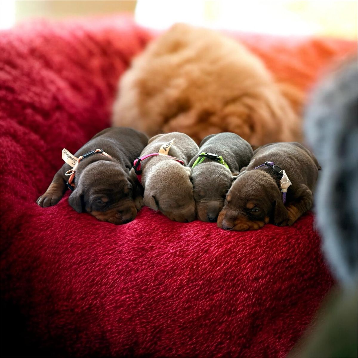 Country Team Doby's AKC Registered puppies