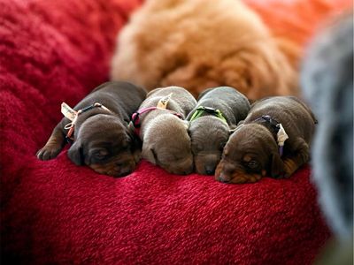 Country Team Doby's AKC Registered puppies
