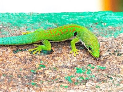 ISO female peacock day gecko