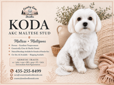 AKC Maltese Stud Service – Proven, 6 lbs & Health Tested
