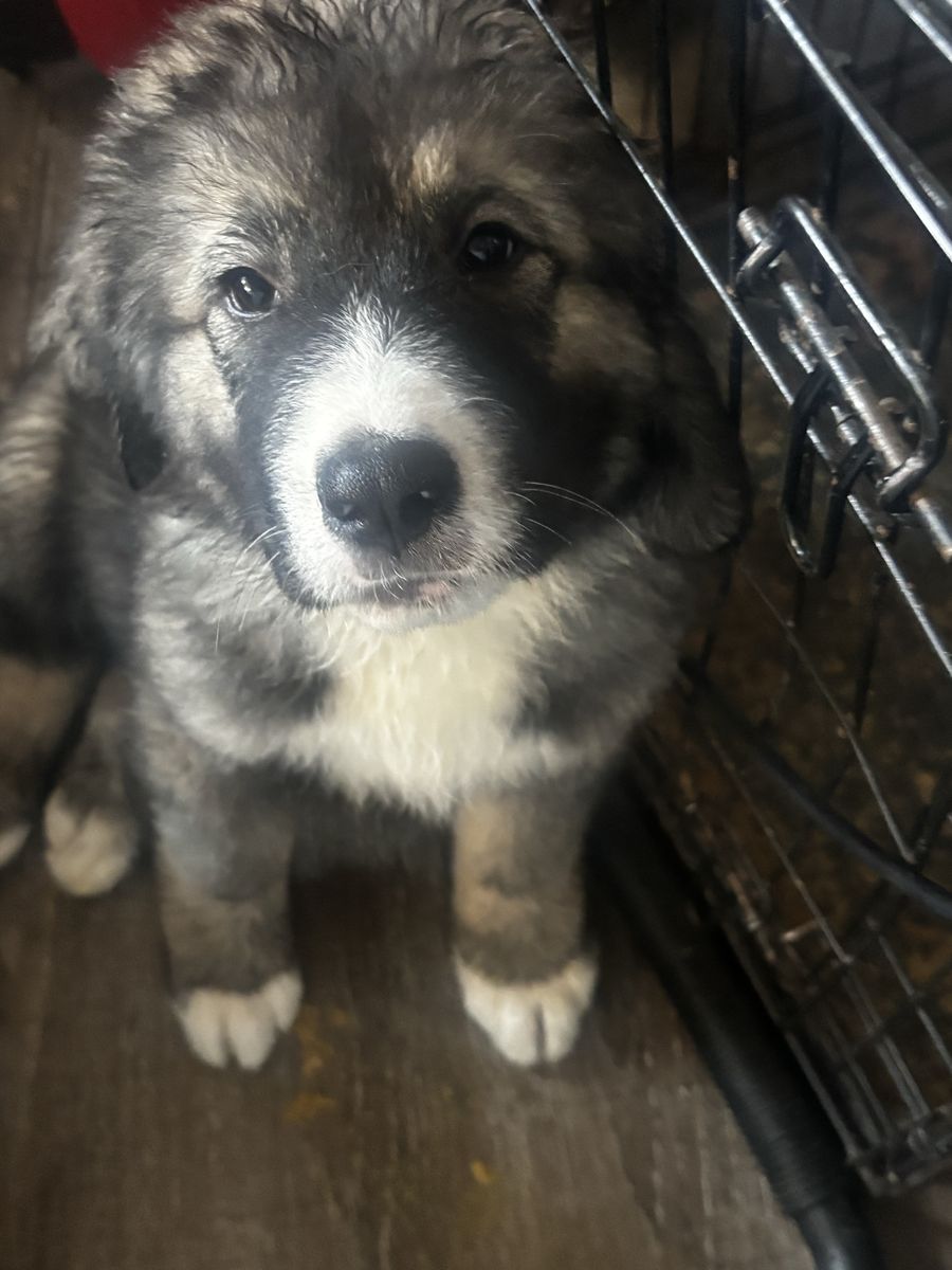 Adorable Caucasian Shepherd Puppies