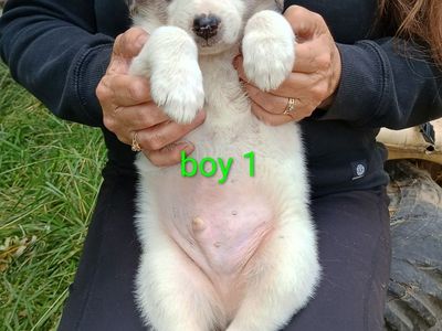 Aussie collie puppies