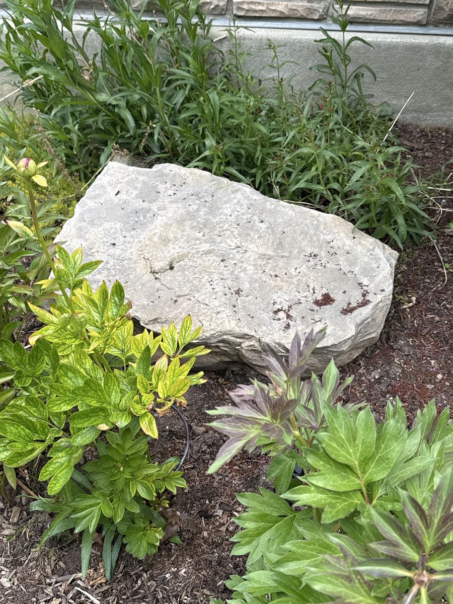 Landscape Rocks