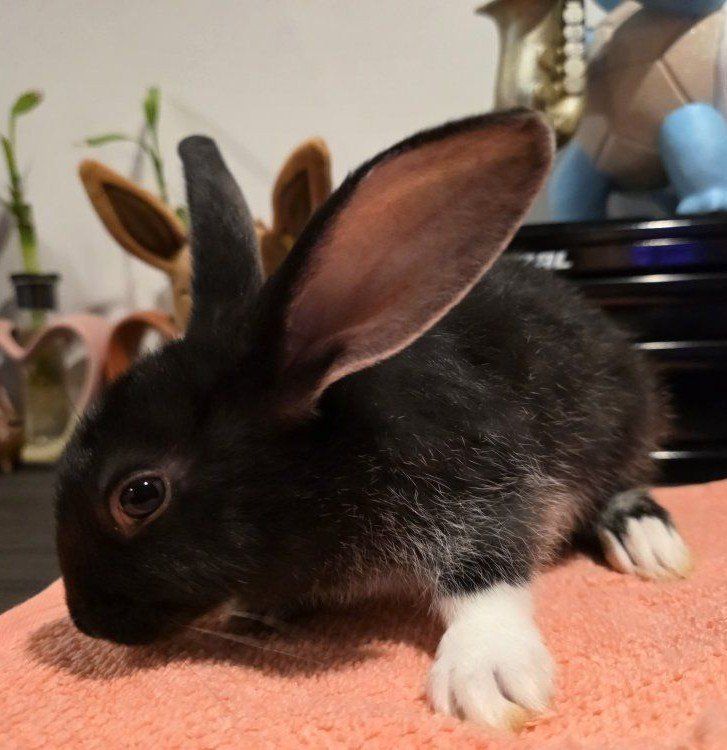 TAMUK/Harlequin Cross Rabbit - Meat, Pet, Broodstock 
