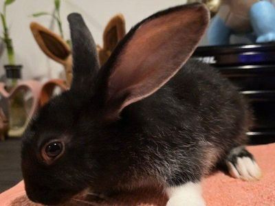 TAMUK/Harlequin Cross Rabbit - Meat, Pet, Broodstock