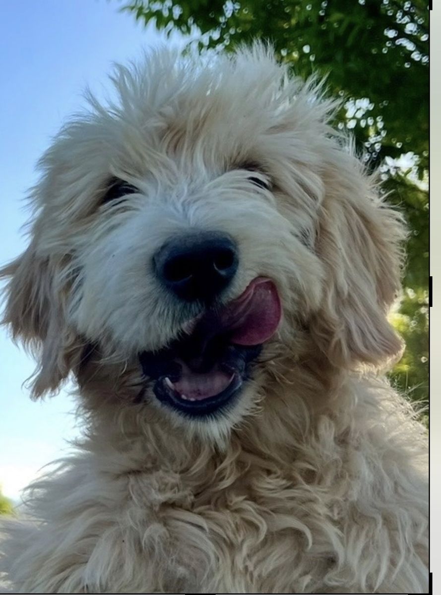 Father’s Day Super Special Female Goldendoodle